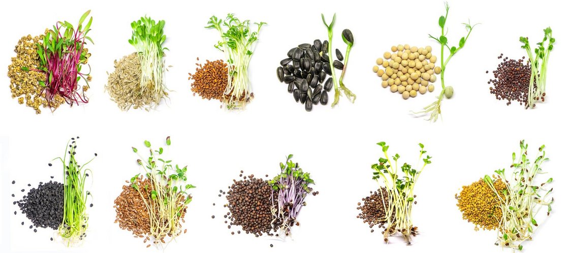 Collage of different microgreens on a white background. Selectiv