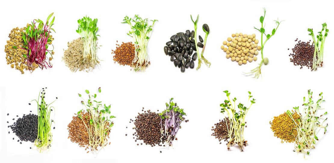 Collage of different microgreens on a white background. Selectiv