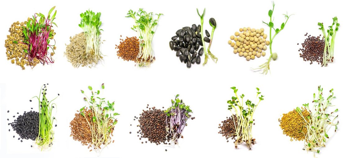 Collage of different microgreens on a white background. Selectiv