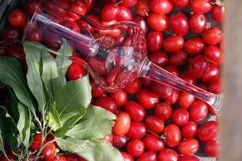 frische Dirndl mit liegendem Schnapsglas