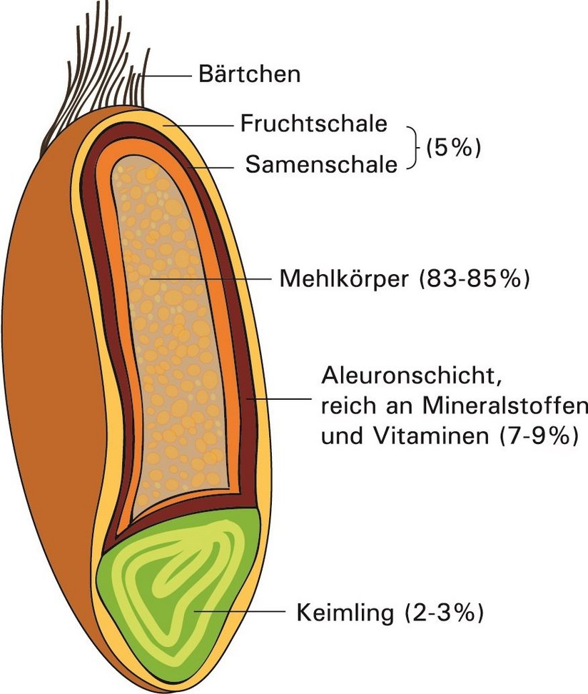 Aufbau eines Samenkorns ©Eva Kail/LK Niederösterreich