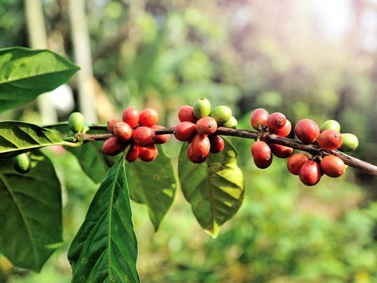 Kaffeebohnen in grün und rot auf einem Zweig am Baum mit Blätter