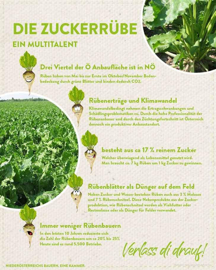 Infografik von Verlass di drauf der Landwirtschaftskammer Niederösterreich zu Zuckerrübe