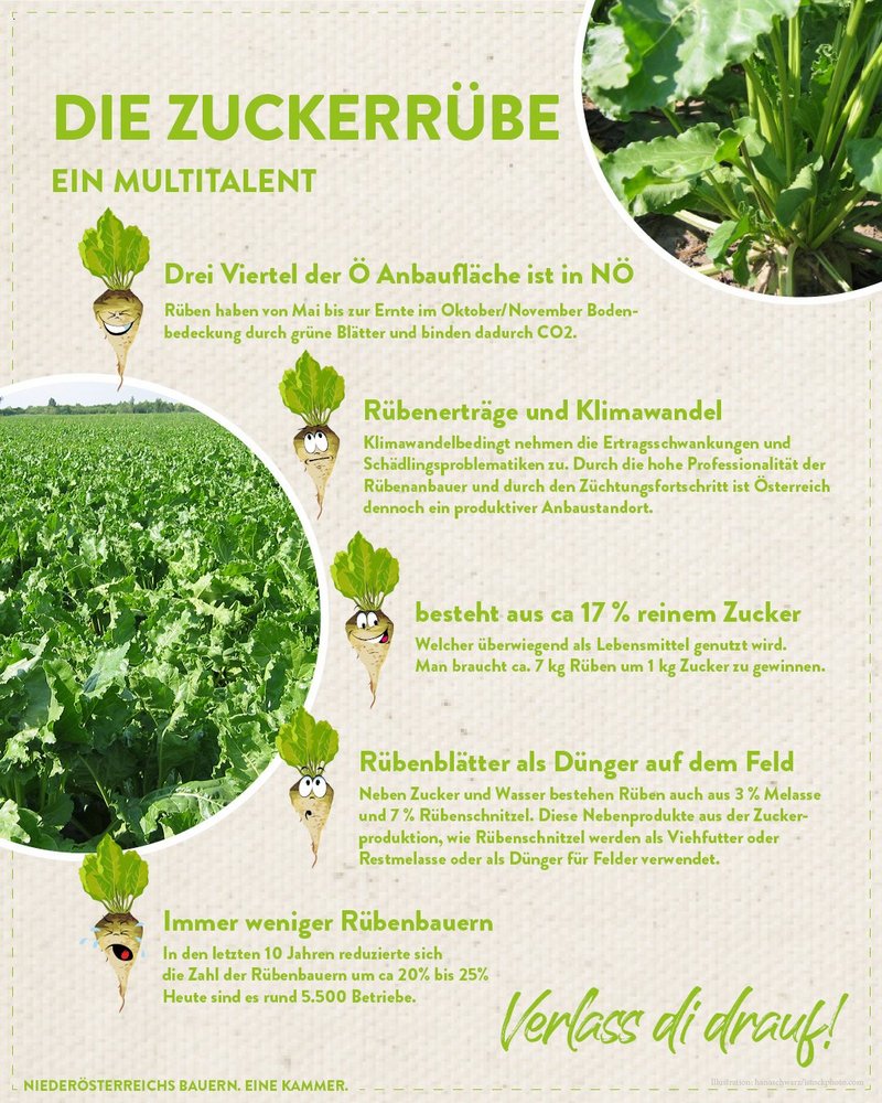 Infografik von Verlass di drauf der Landwirtschaftskammer Niederösterreich zu Zuckerrübe