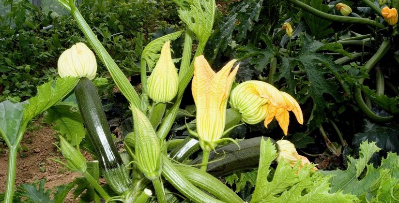 Zucchinipflanze ©AMA Marketing