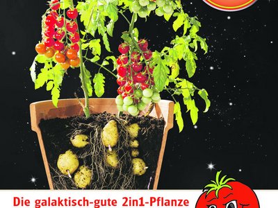 Plakat über Erd2 Tom2, einer Züchtung aus Tomaten und Erdäpfeln