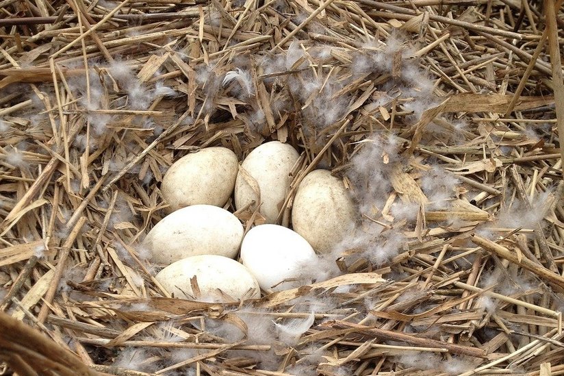 Gänseeier im Nest ©pixabay