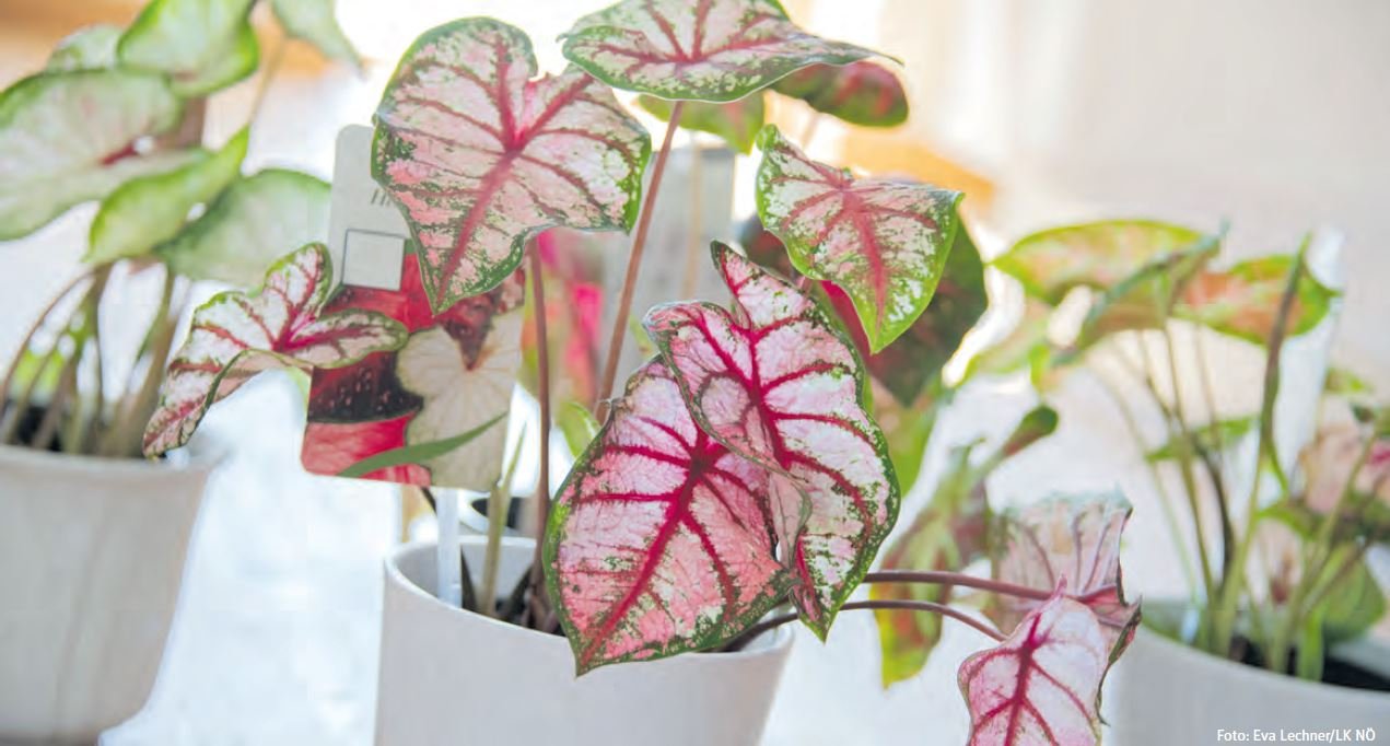 Buntblatt, oder auch Kaladie genannt, beeindruckt durch das Farbenspiel. 