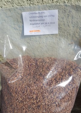 Geerntete Samen der Zapfen der Nordmanntanne im Sackerl