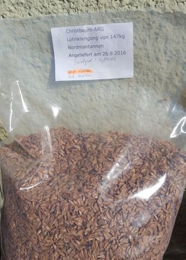 Geerntete Samen der Zapfen der Nordmanntanne im Sackerl