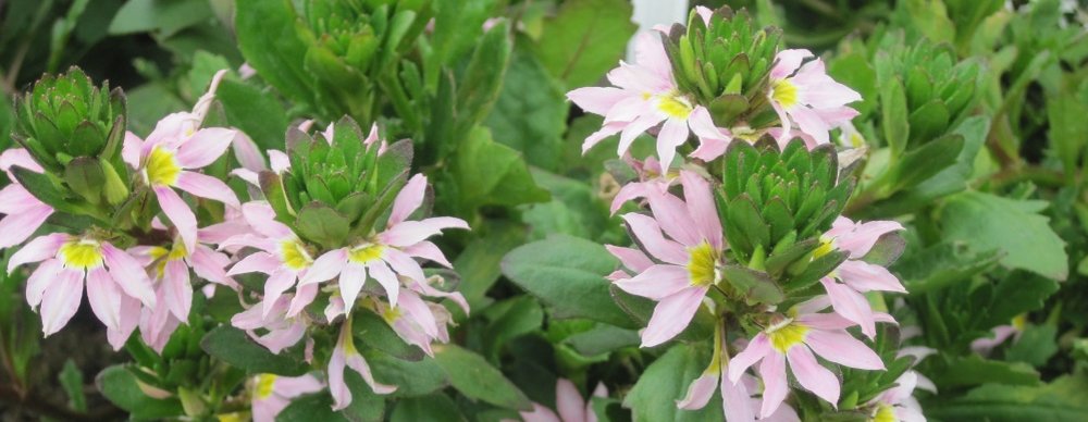 Scaevola ©Christian Kornherr/LK Niederösterreich