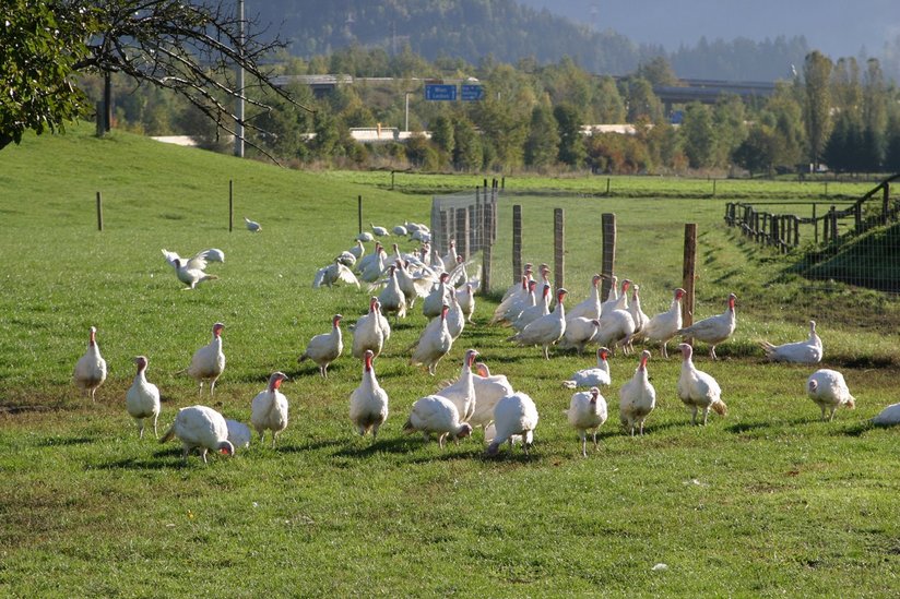 Truthennen im Freien ©AMA Marketing