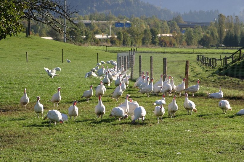 Truthennen im Freien ©AMA Marketing