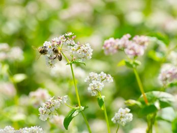 Biene auf Buchweizen ©Leonid Ikan 01/stock.adobe.com