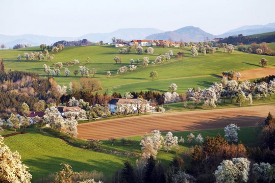 Streuobstwiesenlandschaft mit blühenden Birnbäumen in Niederösterreich