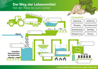 Von der Rübe zum Zucker_Arbeitsblatt