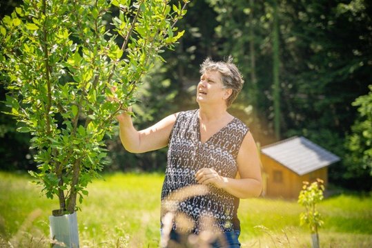 Bäuerin bei der Kontrolle eines Obstbaumes