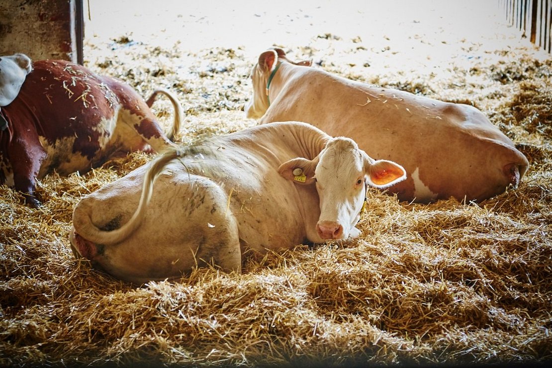 Milchkühe liegen im Stall auf Stroh ©Franz Gleiß/LK Niederösterreich