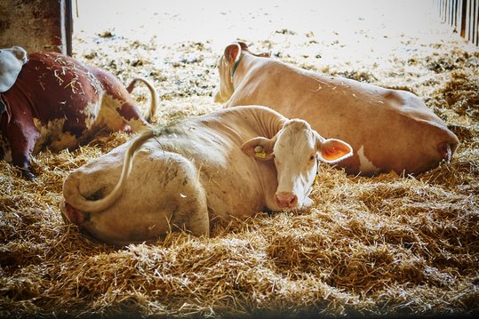 Milchkühe liegen im Stall auf Stroh ©Franz Gleiß/LK Niederösterreich