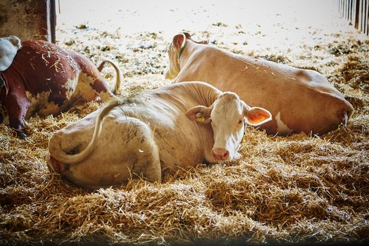 Milchkühe liegen im Stall auf Stroh ©Franz Gleiß/LK Niederösterreich