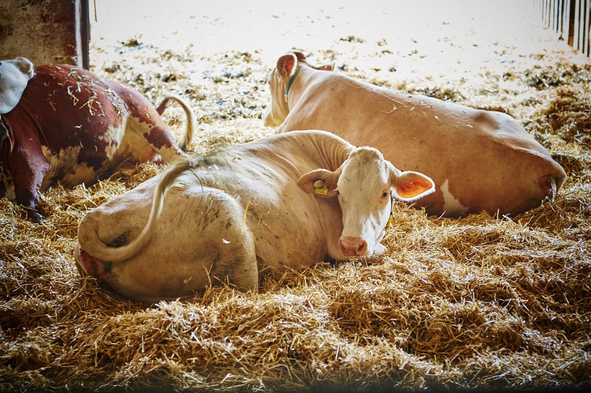 Milchkühe liegen im Stall auf Stroh ©Franz Gleiß/LK Niederösterreich