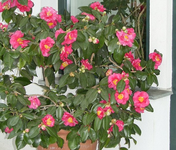 Blühende Kamelie ©Josef Keferböck/LK Niederösterreich