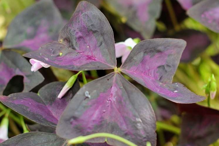 Dreieckiger Glücksklee