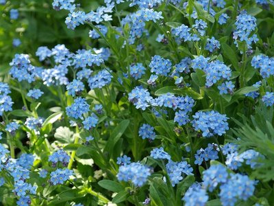 Auch als Einfassung und in Kombination mit Tulpen und Narzissen macht das Vergissmeinnicht eine gute Figur. ©pixabay