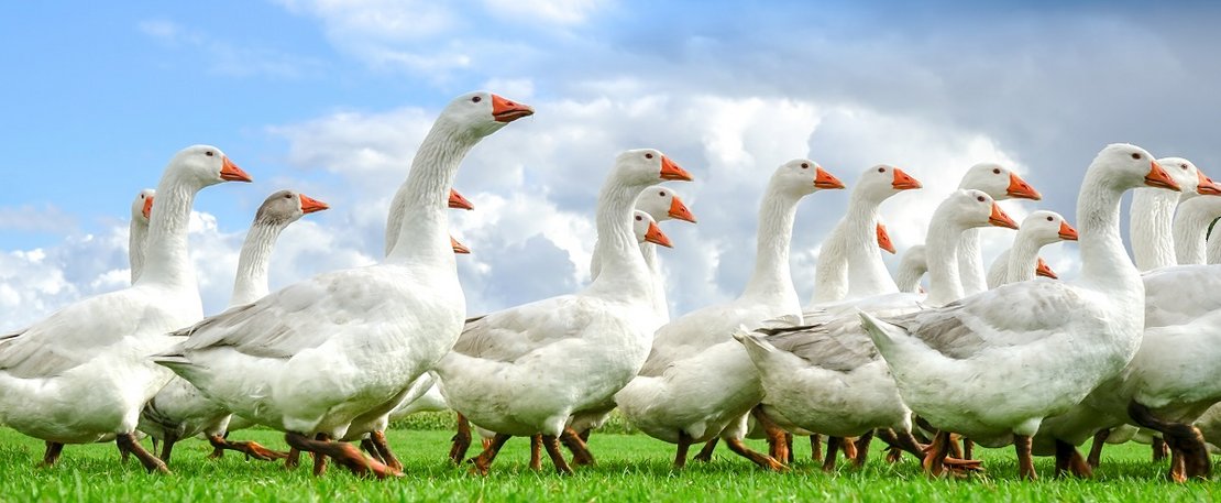 Weidegänse ©Countrypixel/stock.adobe.com_92385982