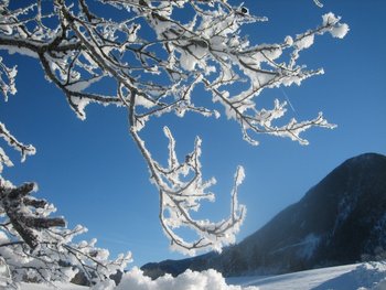 Ast im Winter