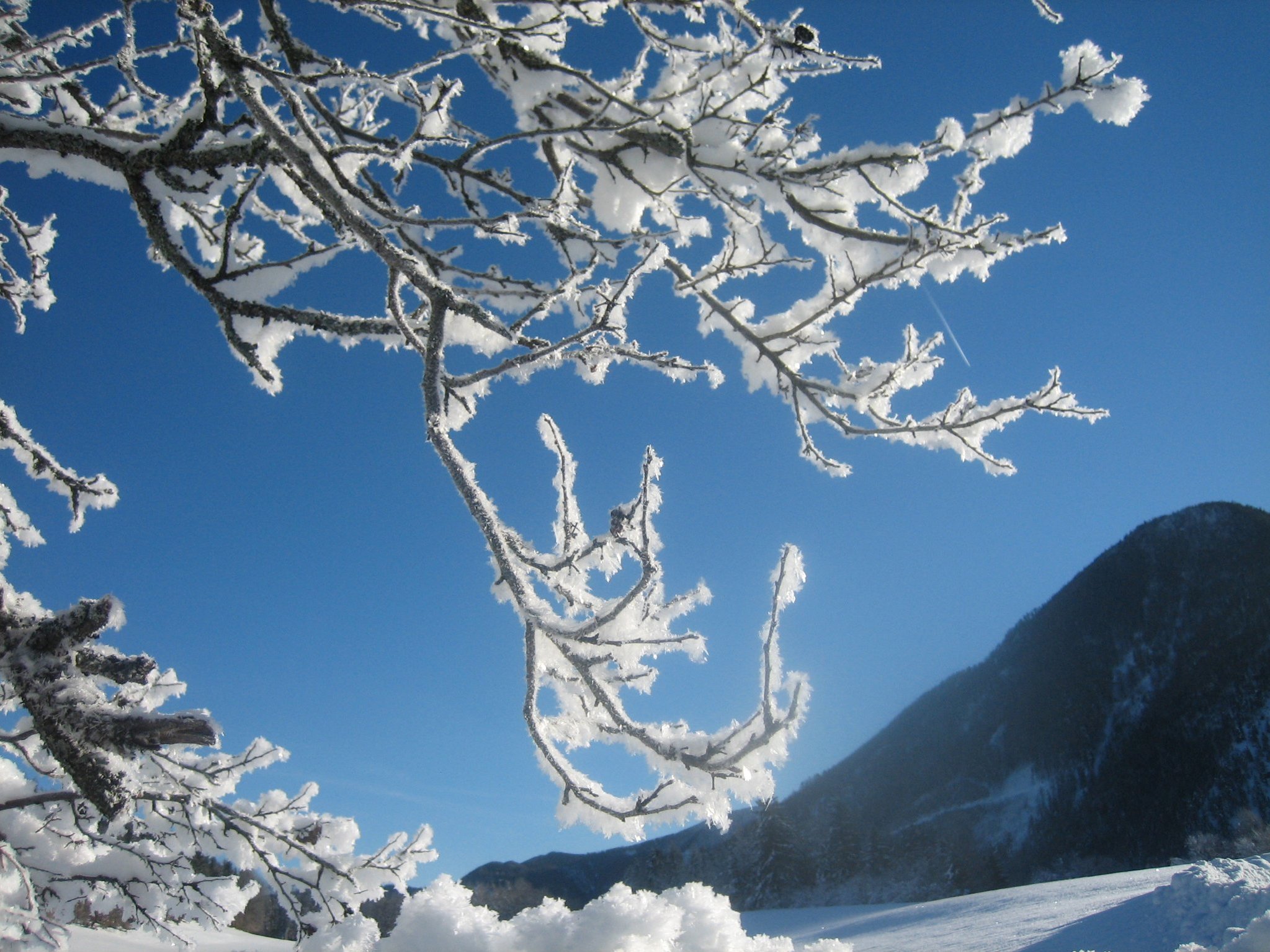 Ast im Winter