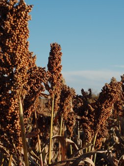 Sorghumhirse vor dem Drusch