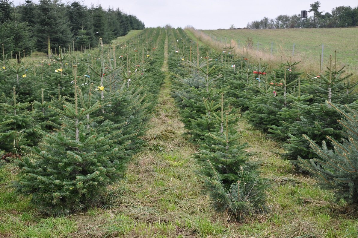 Christbaumkultur ©Fotoarchiv Forst/LK Niederösterreich