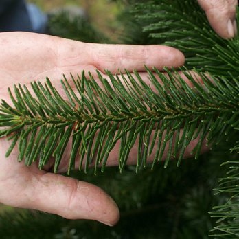 Nordmannstanne ©Karl Schuster/LK Niederösterreich