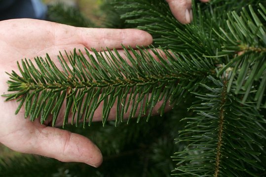 Nordmannstanne ©Karl Schuster/LK Niederösterreich