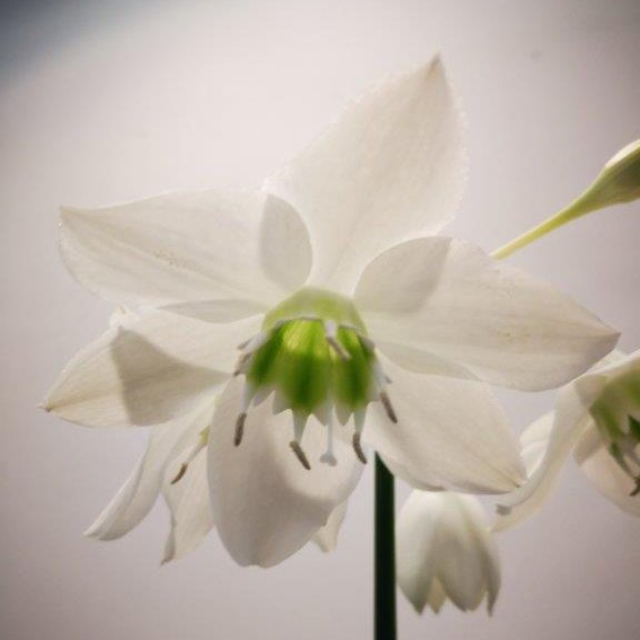 Amazonaslilie mit Blüte ©Eva Kail/LK Niederösterreich