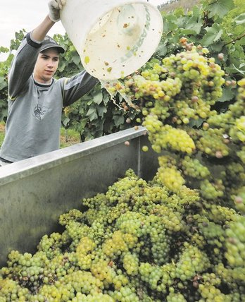 Weinlese ©Sonja Hießberger/LK Niederösterreich