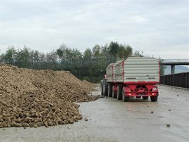 Traktor lädt Zuckerrüben bei Sammelplatz ab