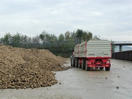 Traktor lädt Zuckerrüben bei Sammelplatz ab