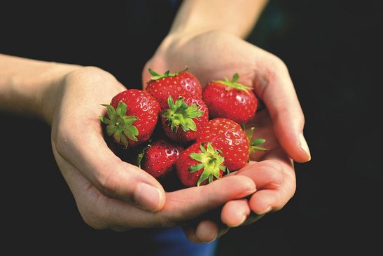 Die Erdbeeren sind erntereif! Um Fäulnis zu verhindern, lege spätestens jetzt Stroh unter die Früchte. ©pixabay