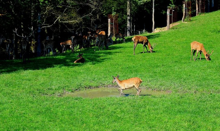 ©Bundesverband der österreichischen Wildtierhalter