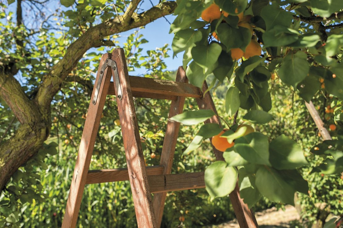 Leiter unter dem Marillenbaum ©René van Bakel_asablanca.com/LK Niederösterreich