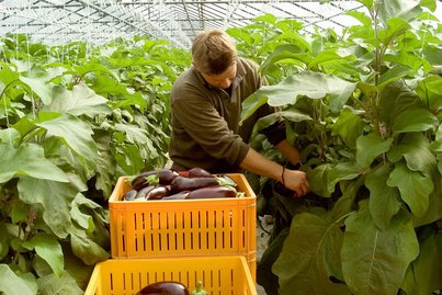 Melanzaniernte ©AMA Marketing