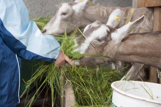 Ziegen werden gefüttert