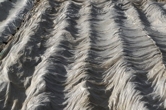 Decke die empfindlichen Pflänzchen mit Vlies ab. ©pixabay