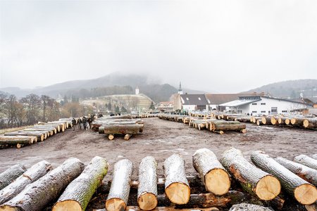 Laubholzversteigerung in Heiligenkreuz (NÖ)