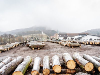 Laubholzversteigerung in Heiligenkreuz (NÖ)