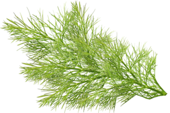 Grüne Fenchelblätter