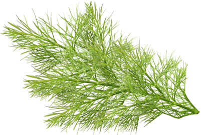 Grüne Fenchelblätter