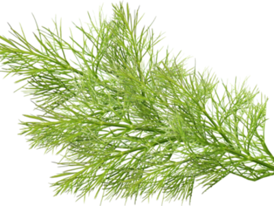 Grüne Fenchelblätter